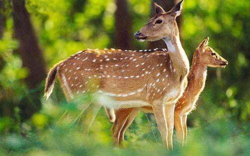 Classical India Bandhavgarh National Park