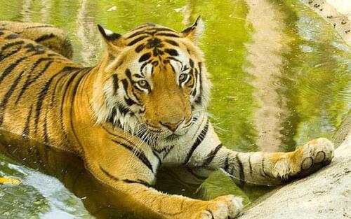 Ranthanbore Tiger